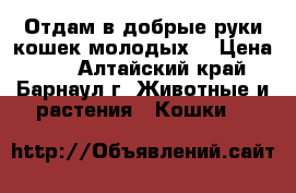 Отдам в добрые руки кошек молодых  › Цена ­ 1 - Алтайский край, Барнаул г. Животные и растения » Кошки   